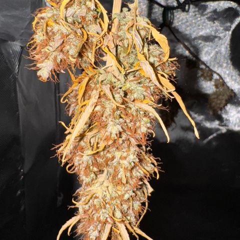 Cookies Gelato Auto #1 -41,5g growlog photo: 16:53
