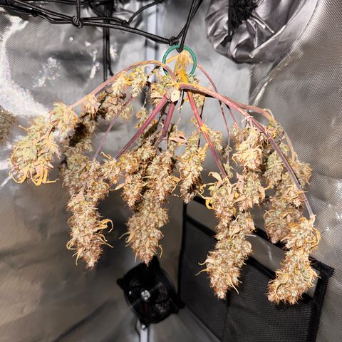 Cookies Gelato Auto #1 -41,5g growlog photo: 16:53