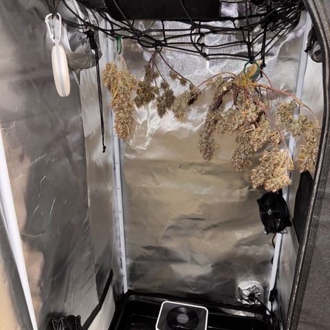 Cookies Gelato Auto #1 -41,5g growlog photo: 16:53
