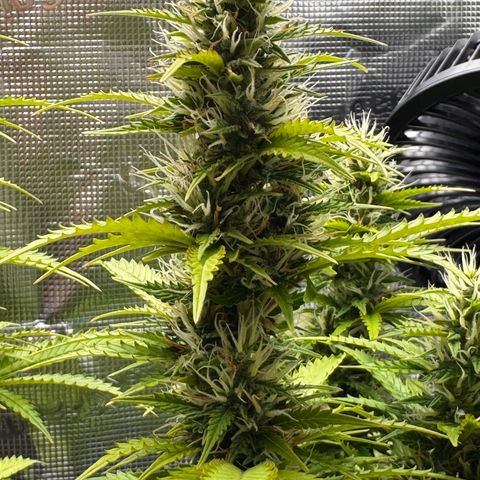 Fat Banana Auto #1 -89g growlog photo: 16:47