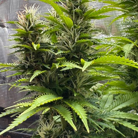Fat Banana Auto #1 -89g growlog photo: 16:47