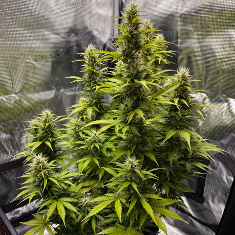 Fat Banana Auto #1 -89g growlog photo: 16:47