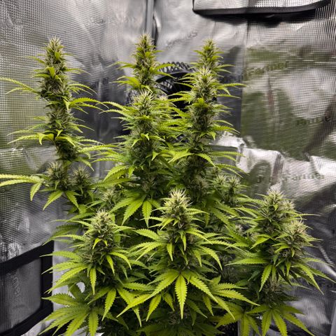 Fat Banana Auto #1 -89g growlog photo: 16:47
