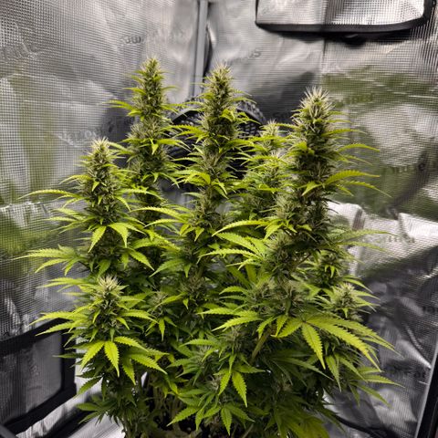 Fat Banana Auto #1 -89g growlog photo: 16:47