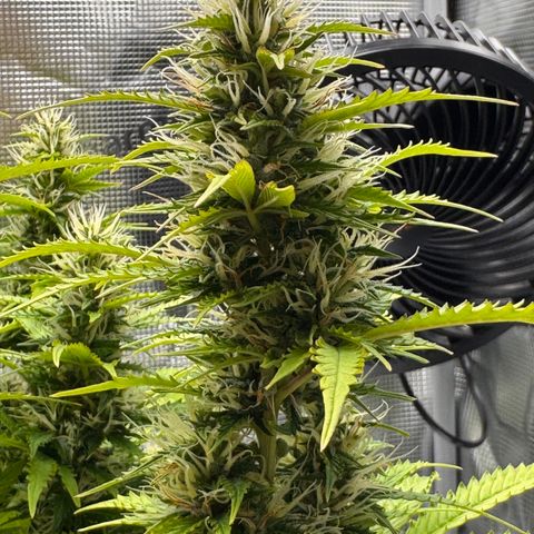Fat Banana Auto #1 -89g growlog photo: 16:47