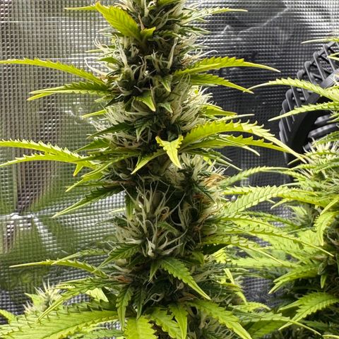 Fat Banana Auto #1 -89g growlog photo: 16:47