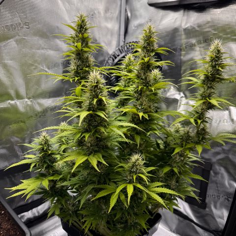 Fat Banana Auto #1 -89g growlog photo: 16:47