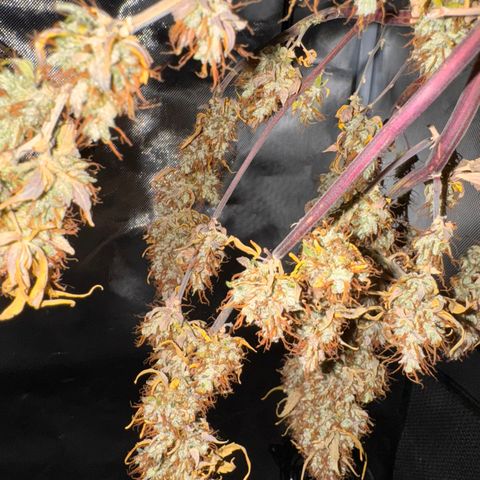 Cookies Gelato Auto #1 -41,5g growlog photo: 18:08