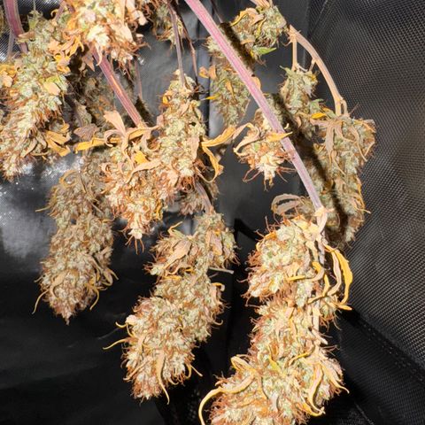 Cookies Gelato Auto #1 -41,5g growlog photo: 18:08