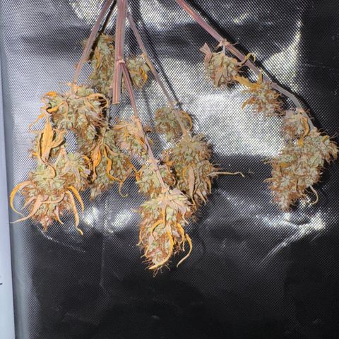 Cookies Gelato Auto #1 -41,5g growlog photo: 18:08