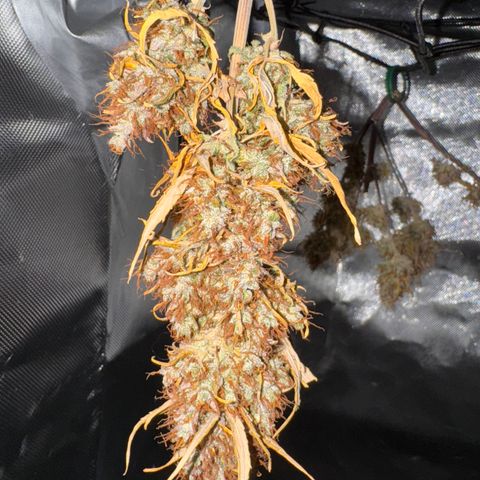 Cookies Gelato Auto #1 -41,5g growlog photo: 18:08