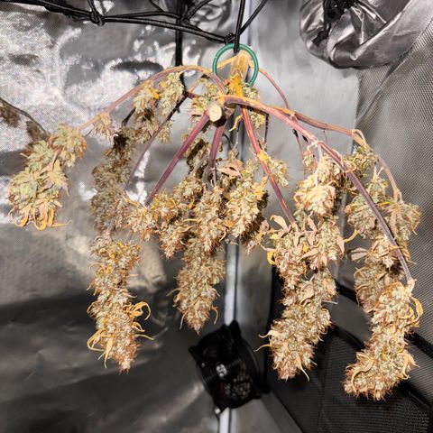 Cookies Gelato Auto #1 -41,5g growlog photo: 18:08