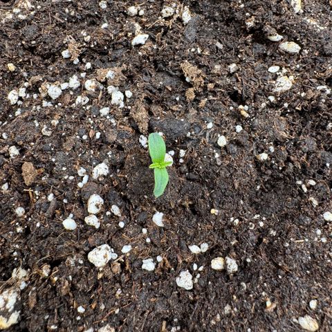 Apple Fritter Auto #3  -85g growlog photo: 17:56