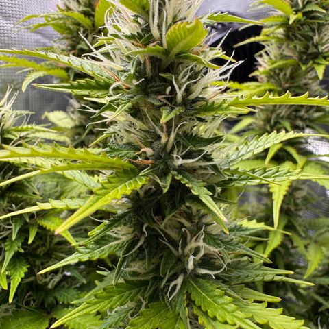Fat Banana Auto #1 -89g growlog photo: 17:58
