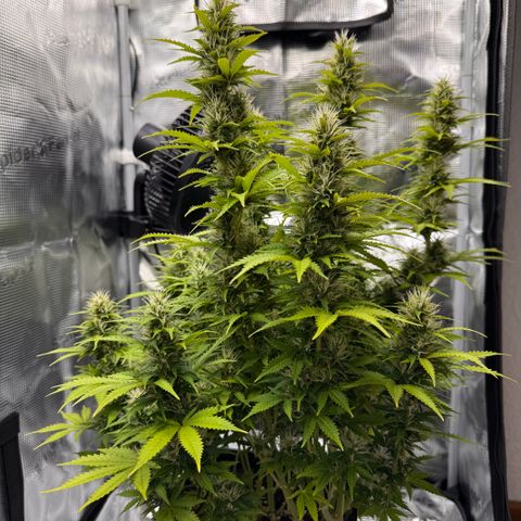 Fat Banana Auto #1 -89g growlog photo: 17:58