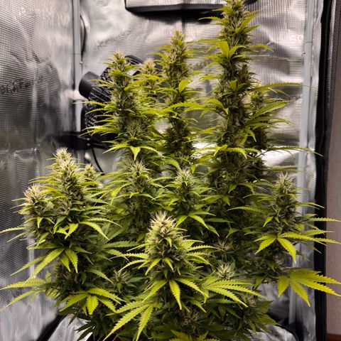 Fat Banana Auto #1 -89g growlog photo: 17:58