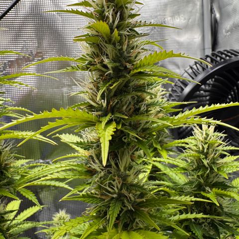 Fat Banana Auto #1 -89g growlog photo: 17:58