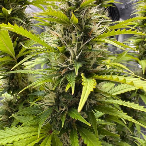 Fat Banana Auto #1 -89g growlog photo: 17:58