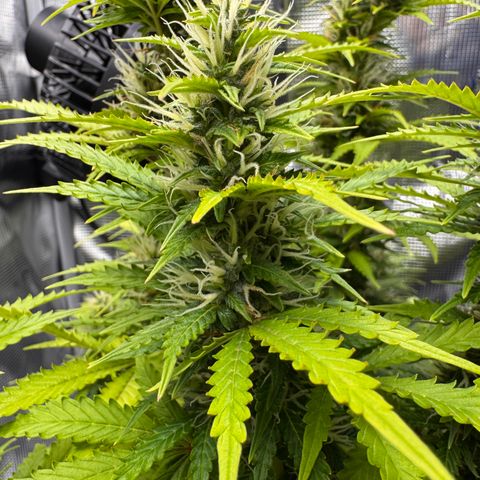 Fat Banana Auto #1 -89g growlog photo: 17:58