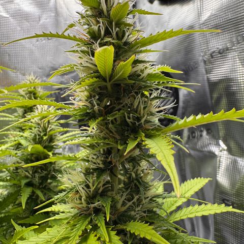 Fat Banana Auto #1 -89g growlog photo: 17:58
