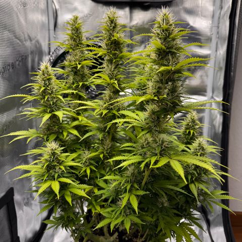 Fat Banana Auto #1 -89g growlog photo: 17:58