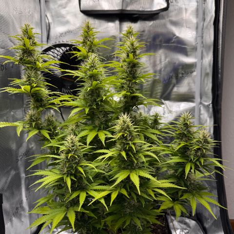 Fat Banana Auto #1 -89g growlog photo: 17:58