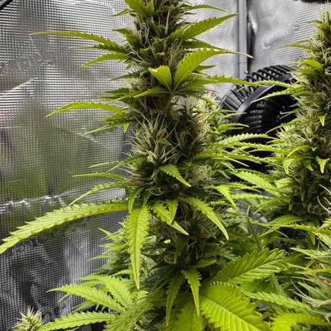Fat Banana Auto #1 -89g growlog photo: 17:58