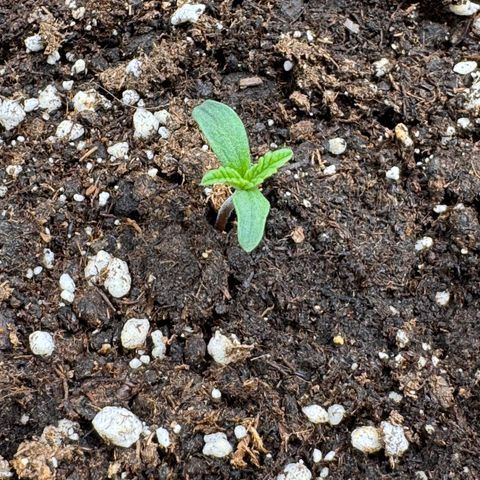 Apple Fritter Auto #3  -85g growlog photo: 18:01