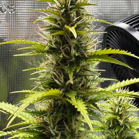 Fat Banana Auto #1 -89g growlog photo: 18:03
