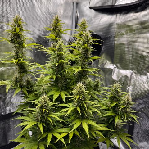 Fat Banana Auto #1 -89g growlog photo: 18:03