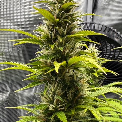 Fat Banana Auto #1 -89g growlog photo: 18:03