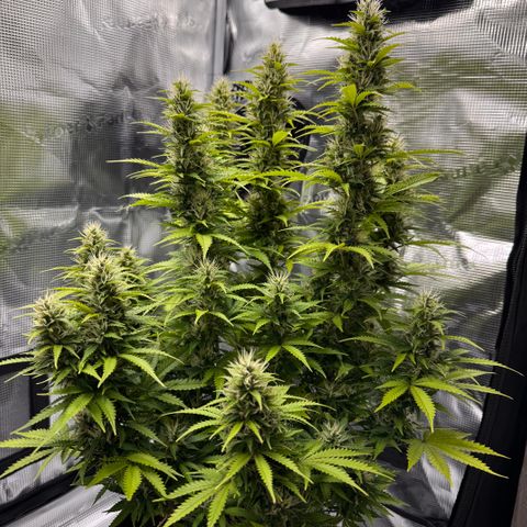 Fat Banana Auto #1 -89g growlog photo: 18:03