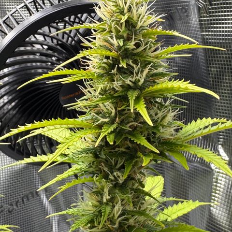 Fat Banana Auto #1 -89g growlog photo: 18:03