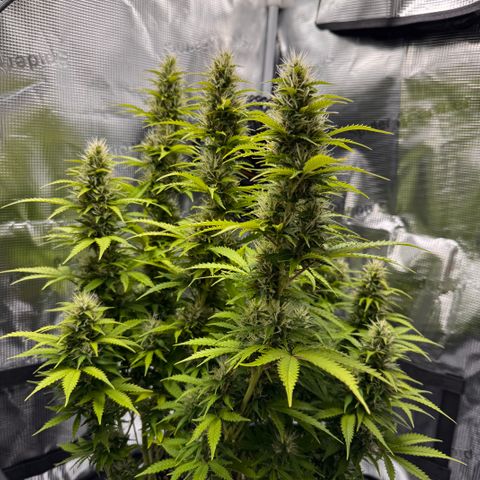 Fat Banana Auto #1 -89g growlog photo: 18:03