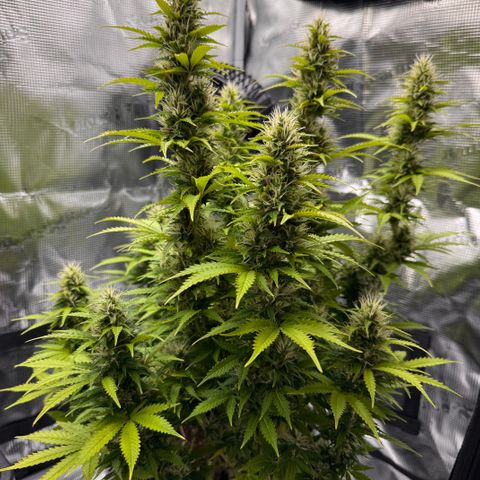 Fat Banana Auto #1 -89g growlog photo: 18:03