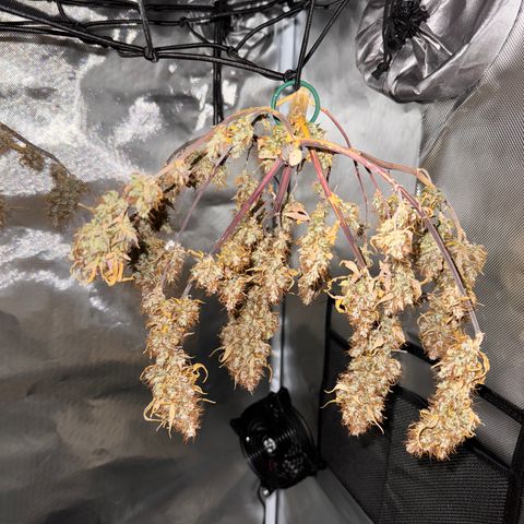 Cookies Gelato Auto #1 -41,5g growlog photo: 19:31