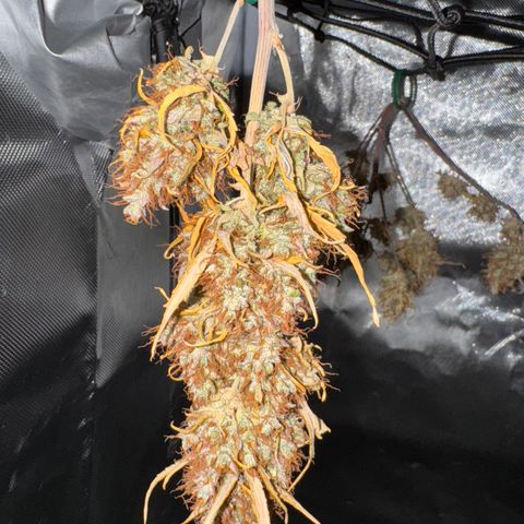 Cookies Gelato Auto #1 -41,5g growlog photo: 19:31