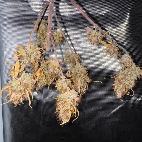 Cookies Gelato Auto #1 -41,5g growlog photo: 19:31