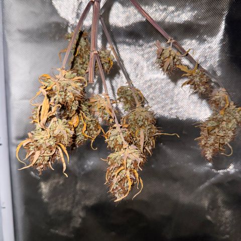 Cookies Gelato Auto #1 -41,5g growlog photo: 16:08