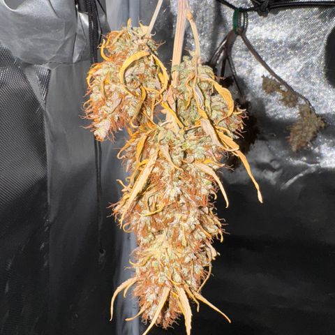 Cookies Gelato Auto #1 -41,5g growlog photo: 16:08