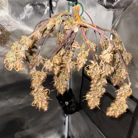 Cookies Gelato Auto #1 -41,5g growlog photo: 16:08