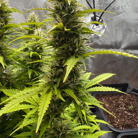 Fat Banana Auto #1 -89g growlog photo: 17:03