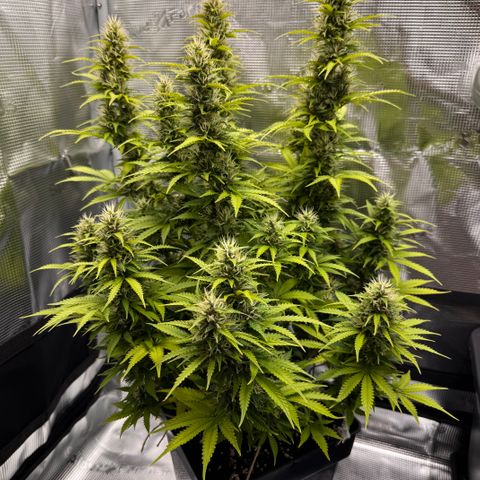 Fat Banana Auto #1 -89g growlog photo: 17:03