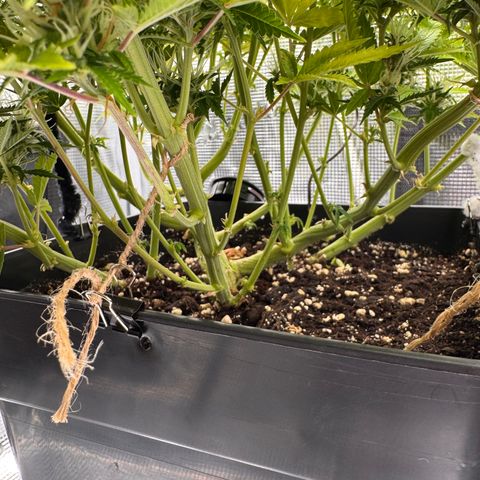 Fat Banana Auto #1 -89g growlog photo: 17:03