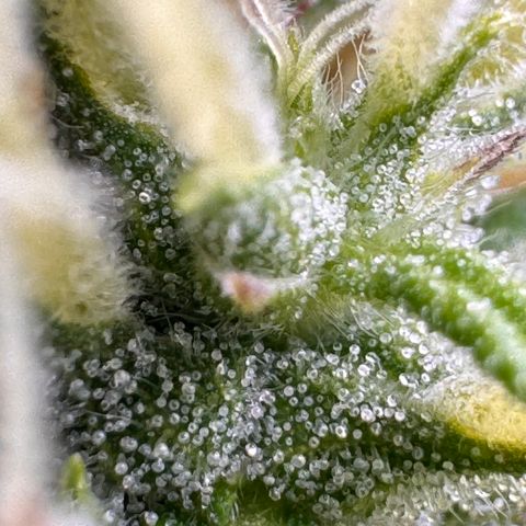 Fat Banana Auto #1 -89g growlog photo: 17:03