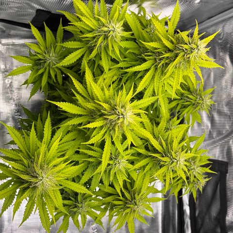 Fat Banana Auto #1 -89g growlog photo: 17:03