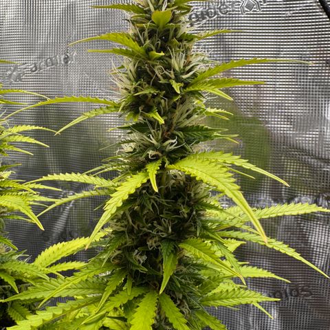 Fat Banana Auto #1 -89g growlog photo: 17:03