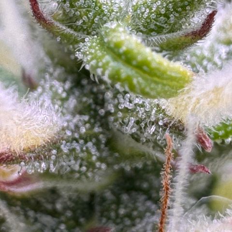 Fat Banana Auto #1 -89g growlog photo: 17:03