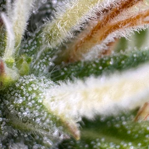 Fat Banana Auto #1 -89g growlog photo: 17:03