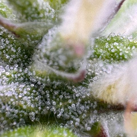 Fat Banana Auto #1 -89g growlog photo: 17:03